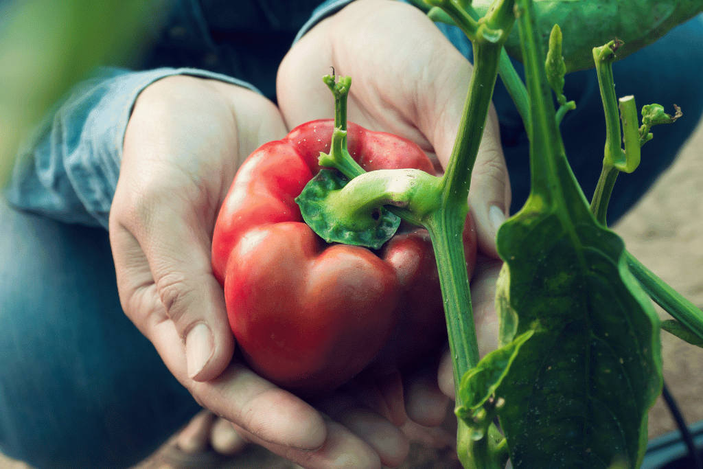 pick red bell peppers