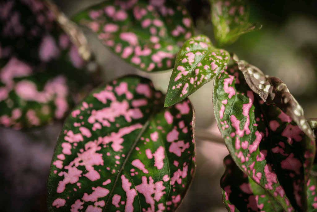 polka dot plant