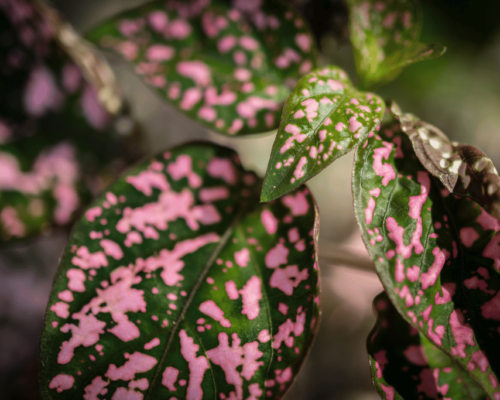 polka dot plant propagation