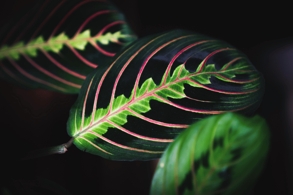 prayer plant