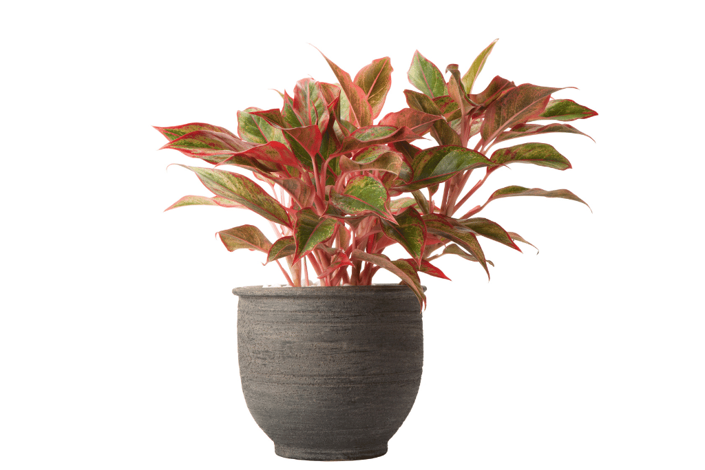 red aglaonema