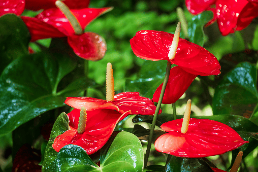 red anthurium