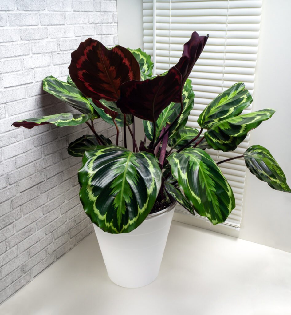 red calathea