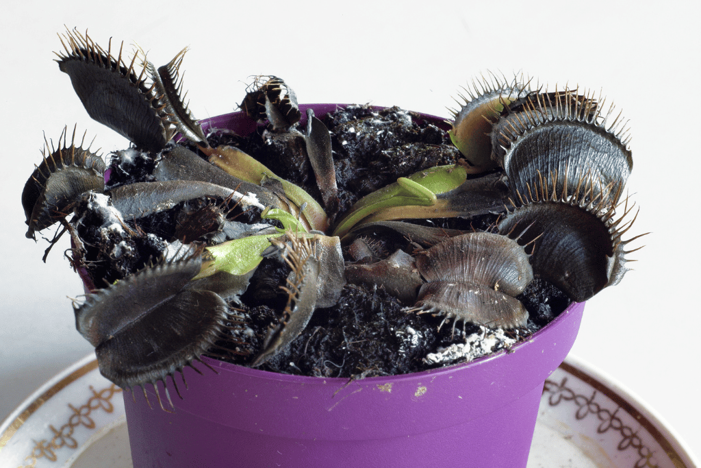 venus fly trap turning black