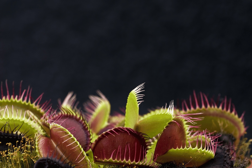 venus fly trap turning black