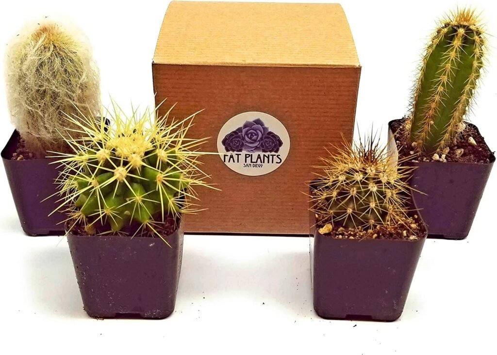 Fatplants Mini Cactus