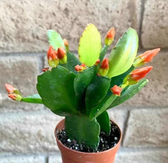 Orange Flower Easter