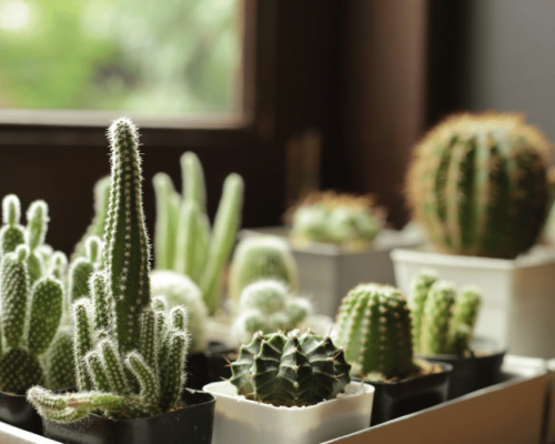 best cactus for indoors