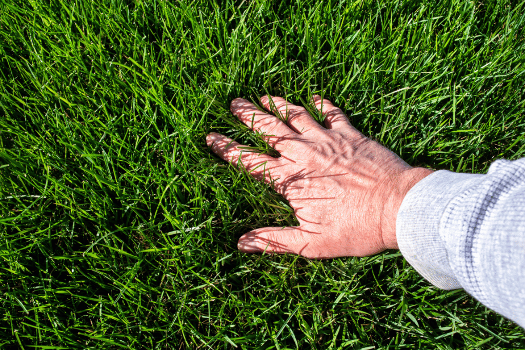 best drought resistant grass