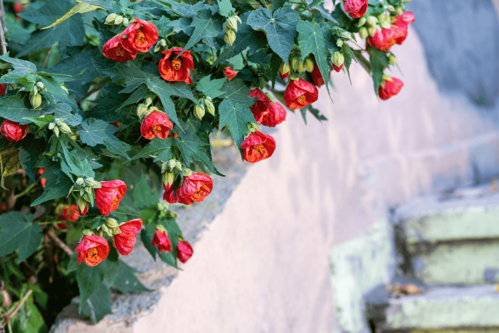 Abutilon