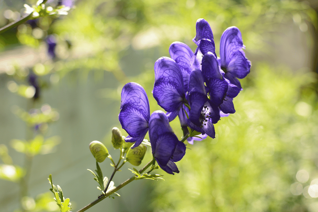 Aconitum