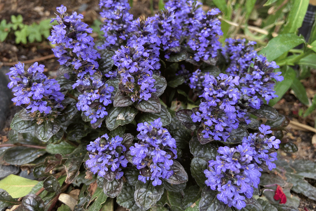 Ajuga