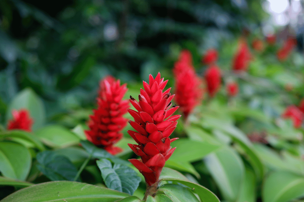 Alpinia