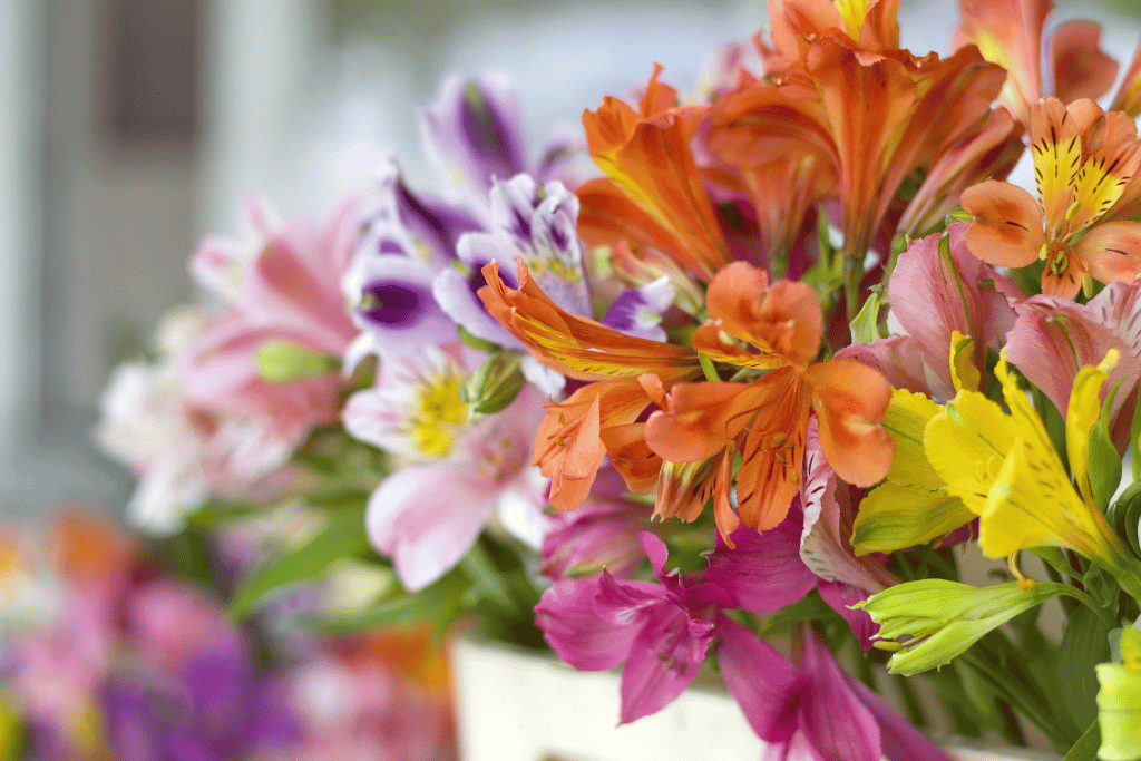 Alstroemeria