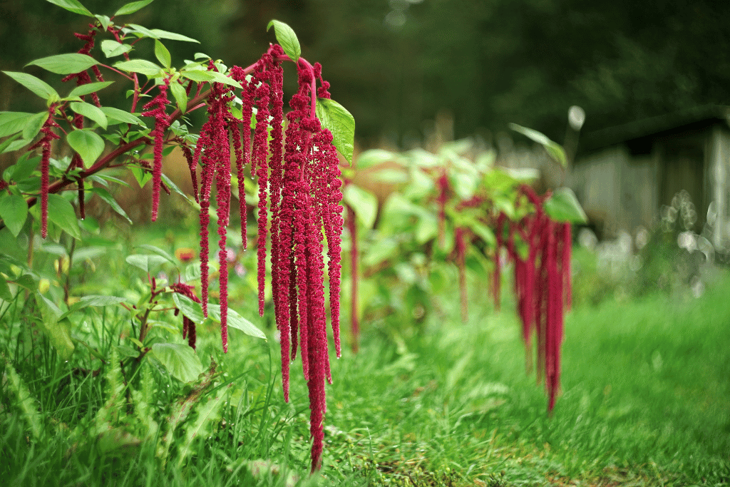 Amaranthus