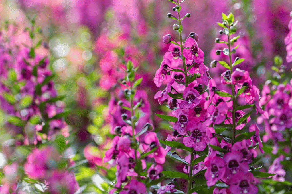 Angelonia