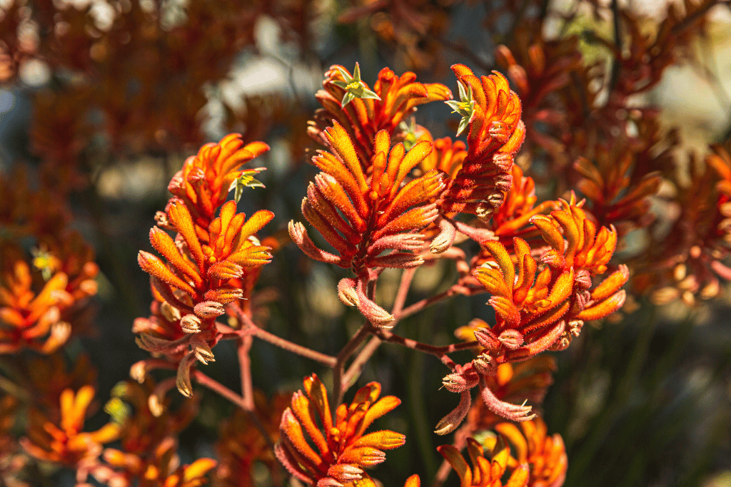 Anigozanthos