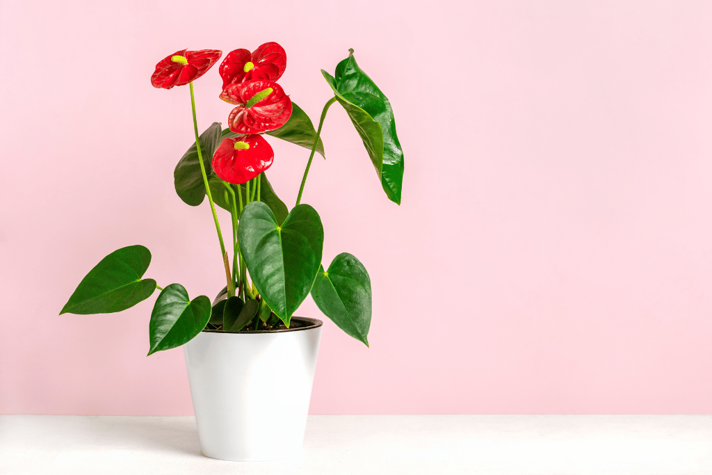 Anthurium