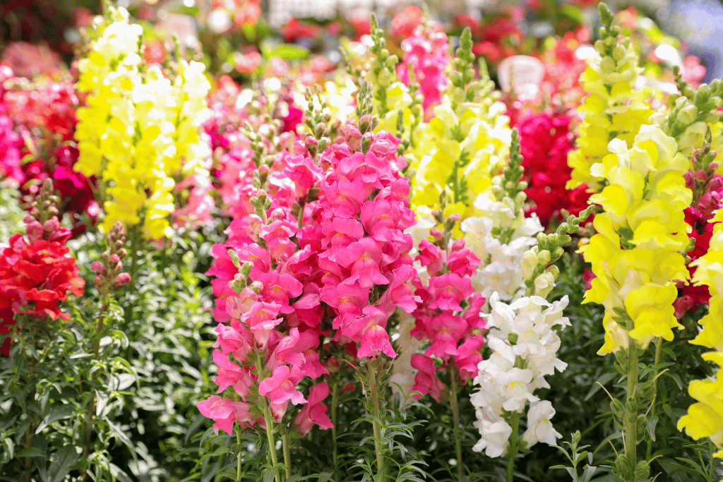 Antirrhinum