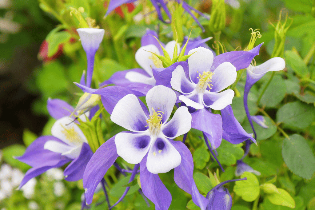 Aquilegia