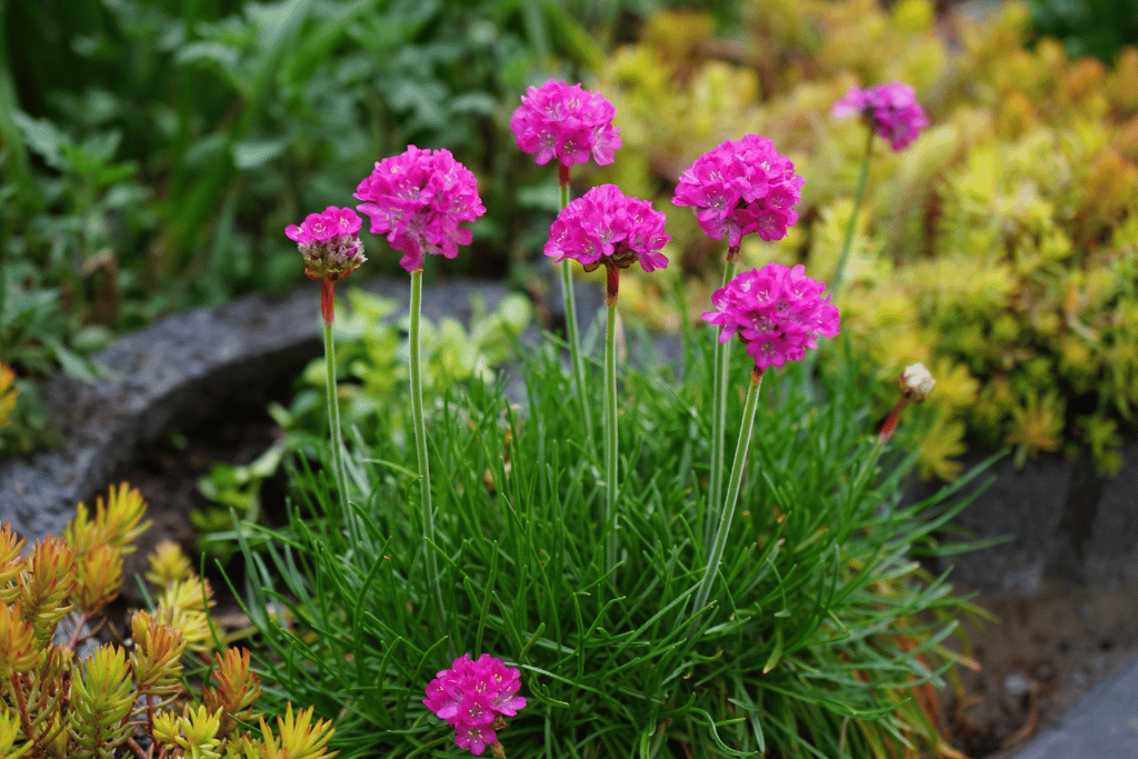 Armeria