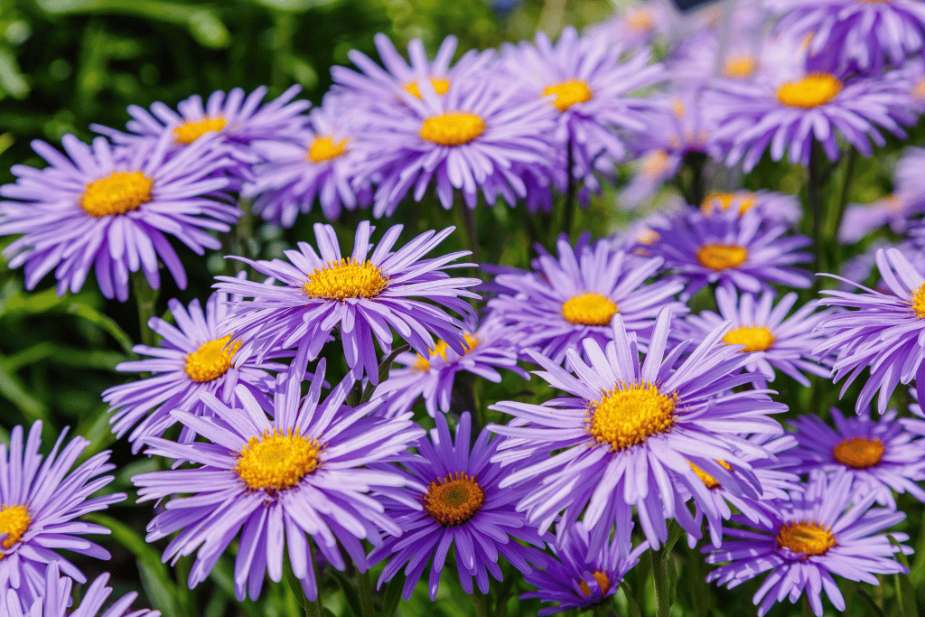 Aster