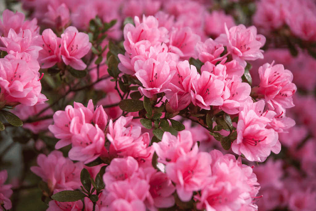 Azalea