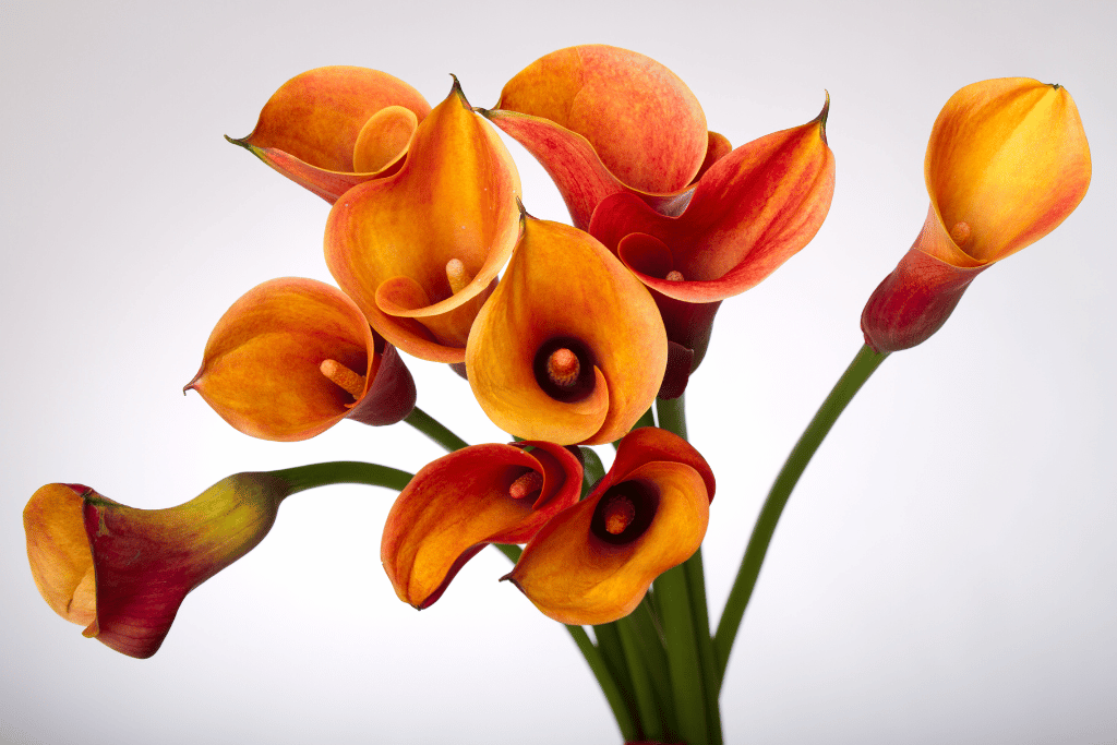 Calla Lilies