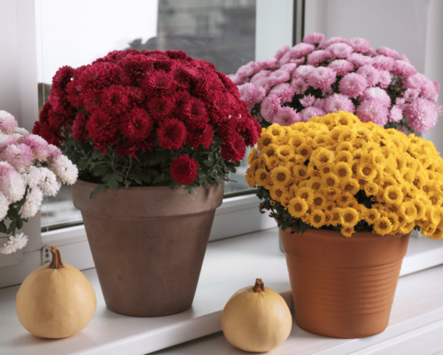 Flowers That Start with C
