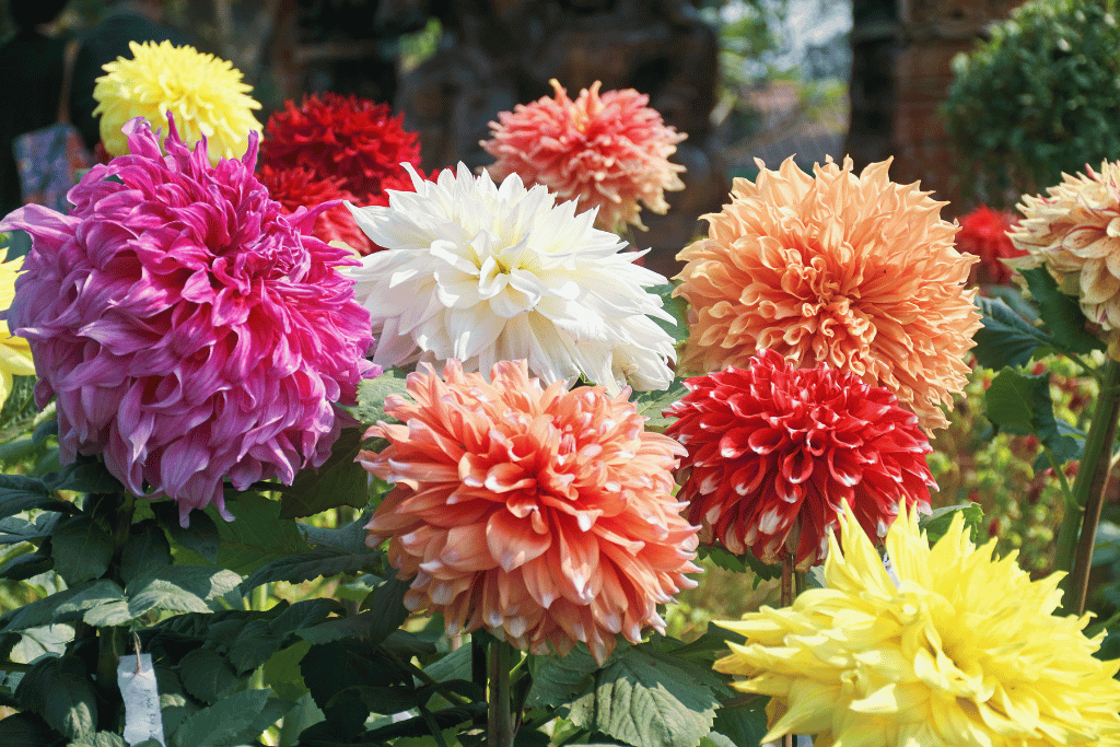 Dahlias