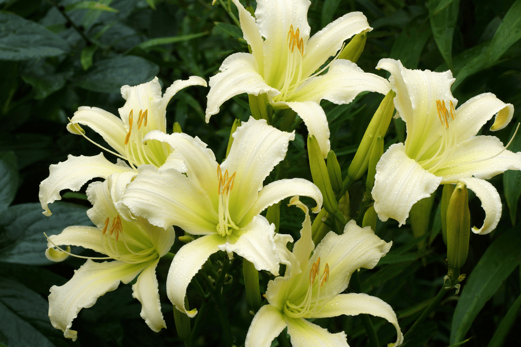 Daylily