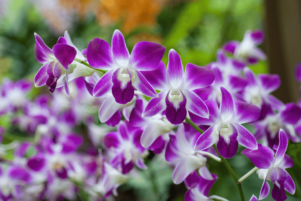 Dendrobium