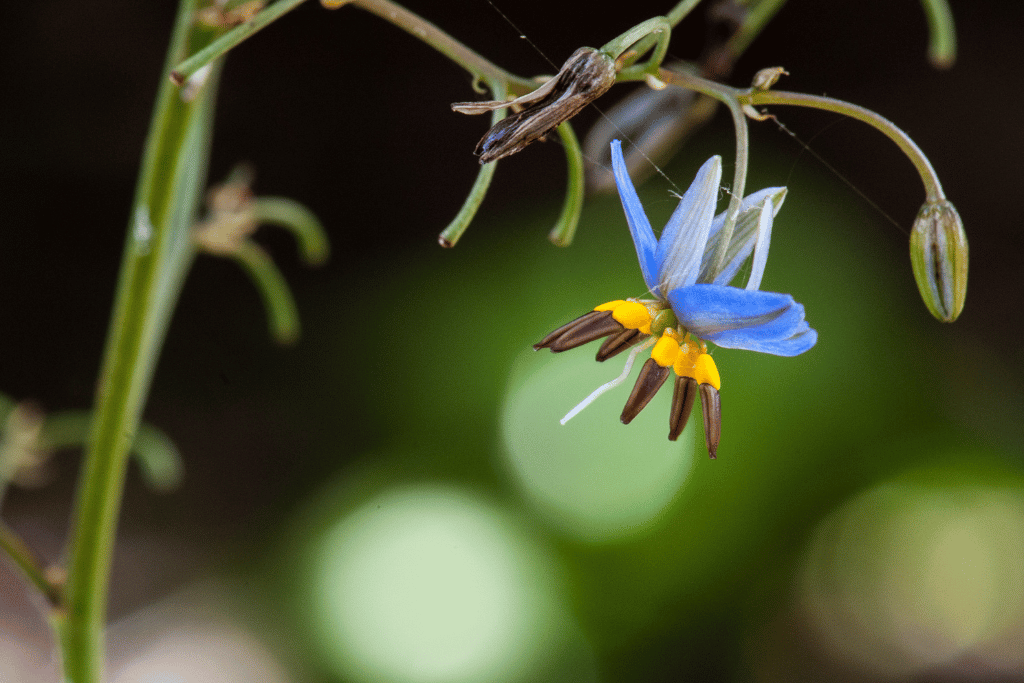 Dianella