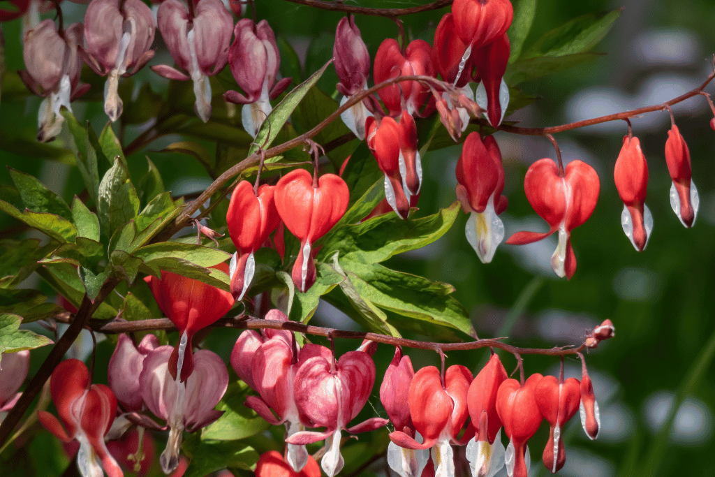 Dicentra