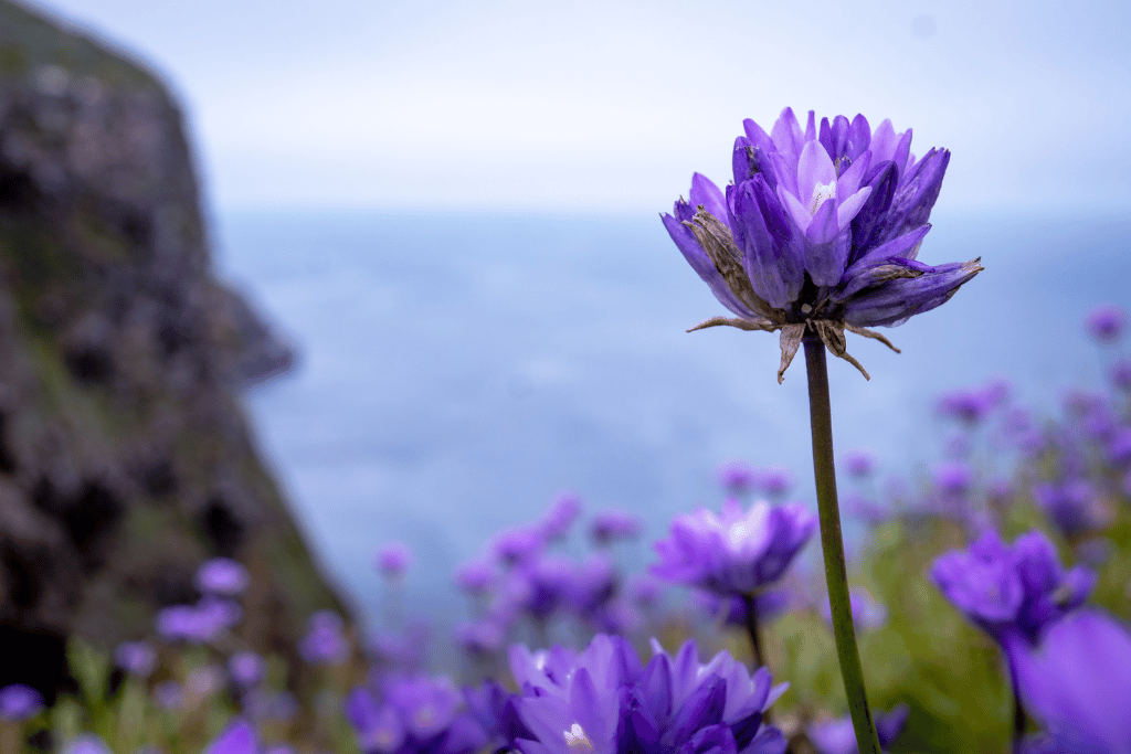 Dichelostemma