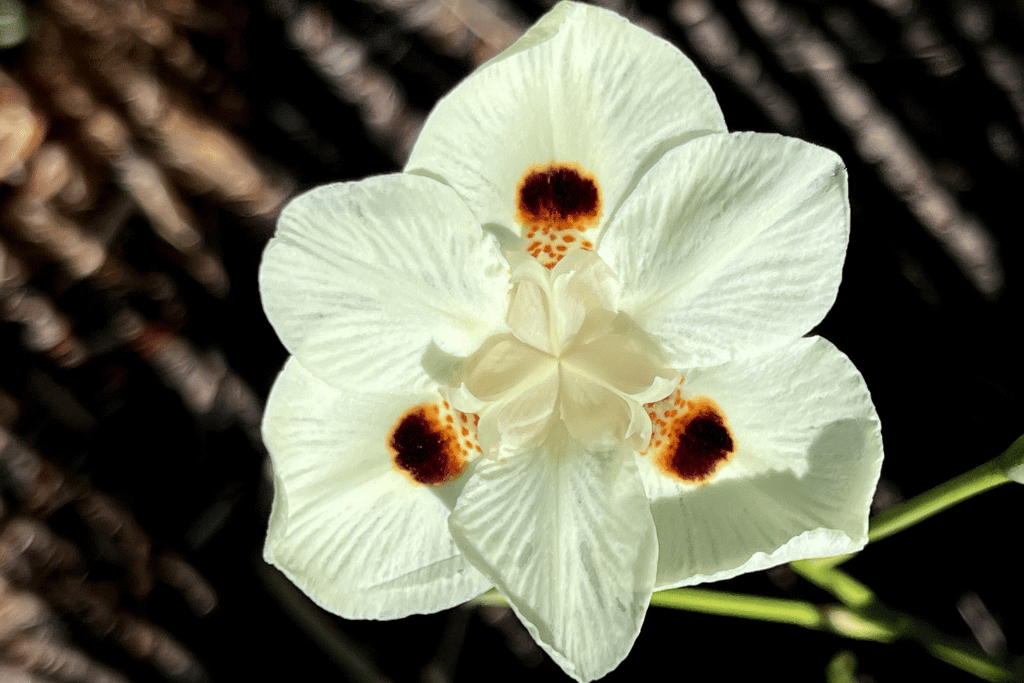 Dietes