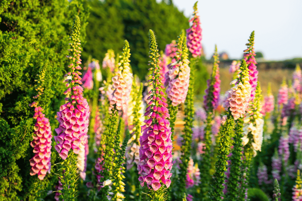 Digitalis