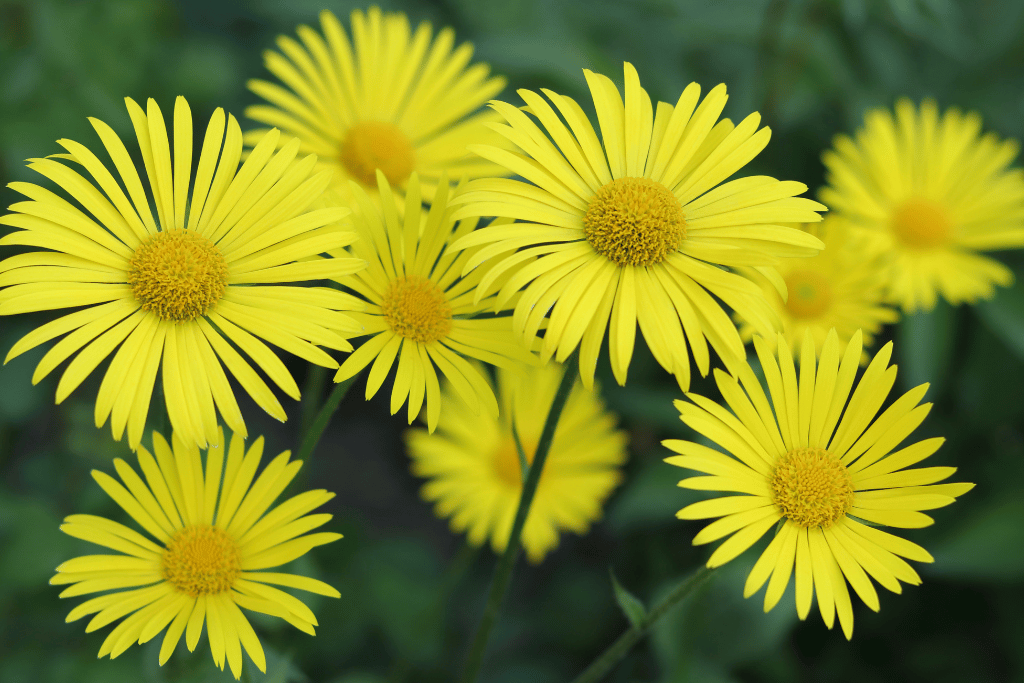 Doronicum