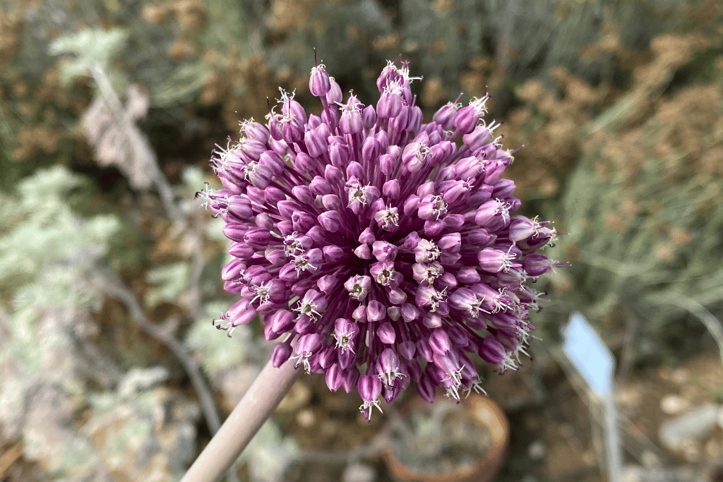 Drumstick Allium