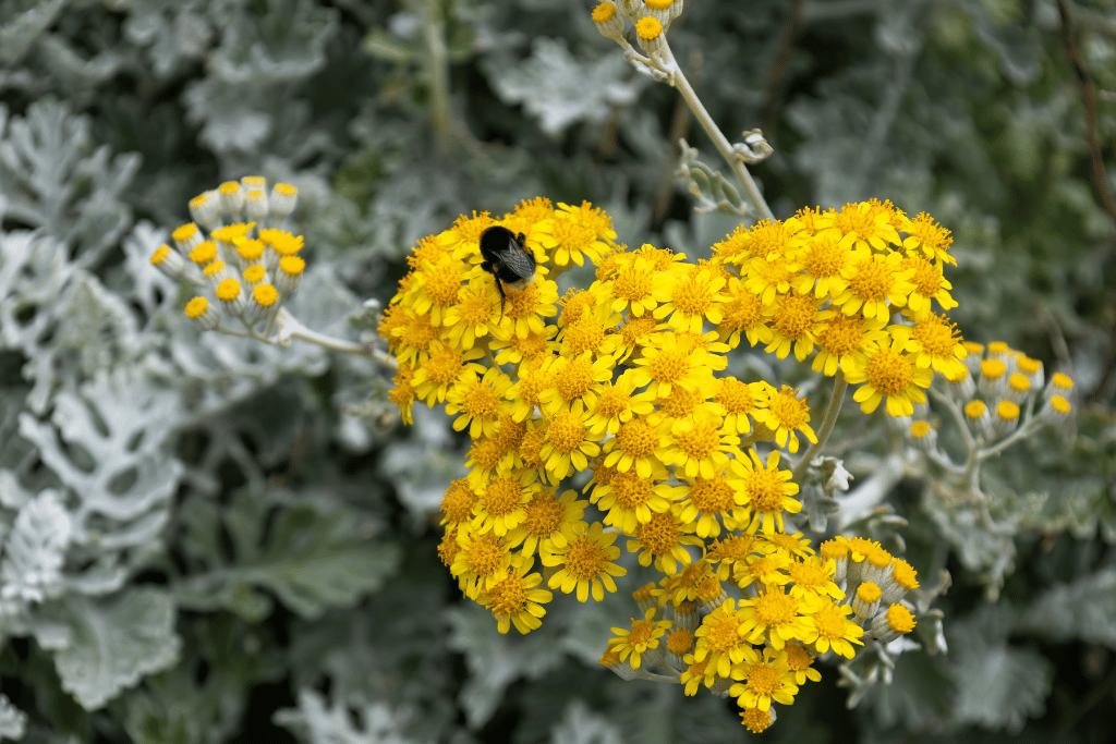 Dusty Miller