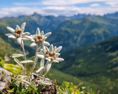 Flowers that Start With E