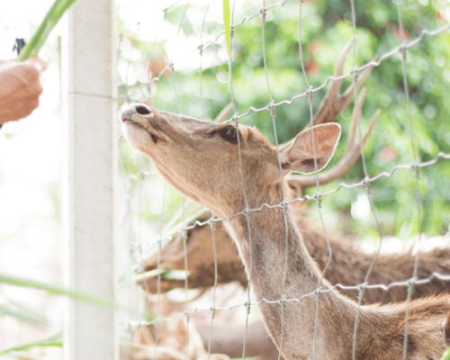 best garden fence for deer and rabbits