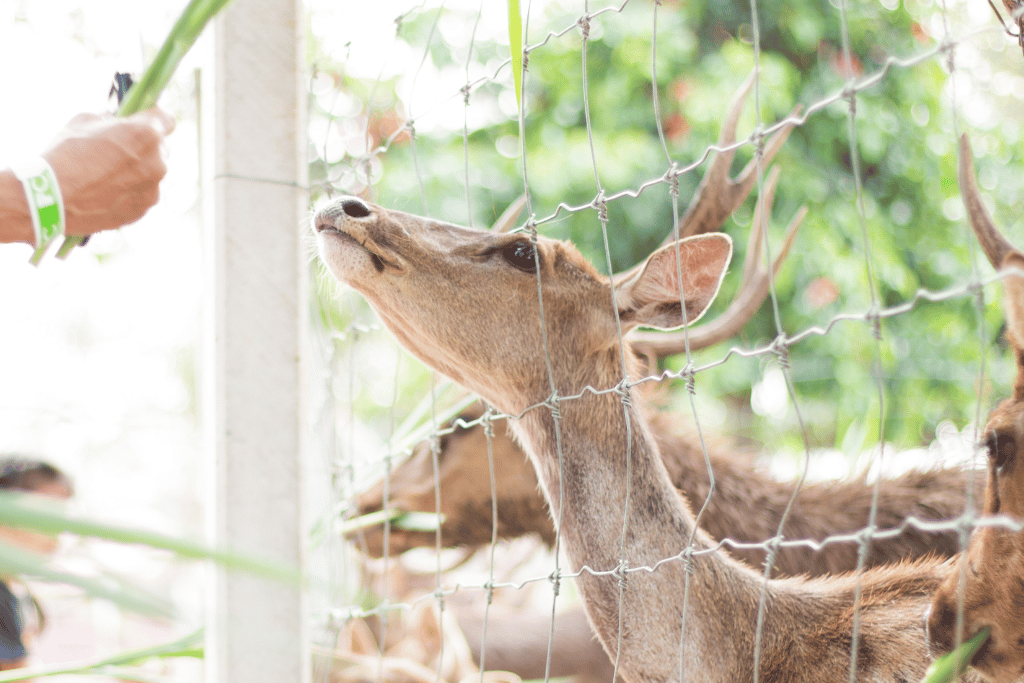 best garden fence for deer and rabbits