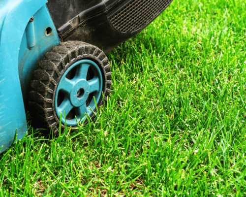 best lawn mower for bermuda grass