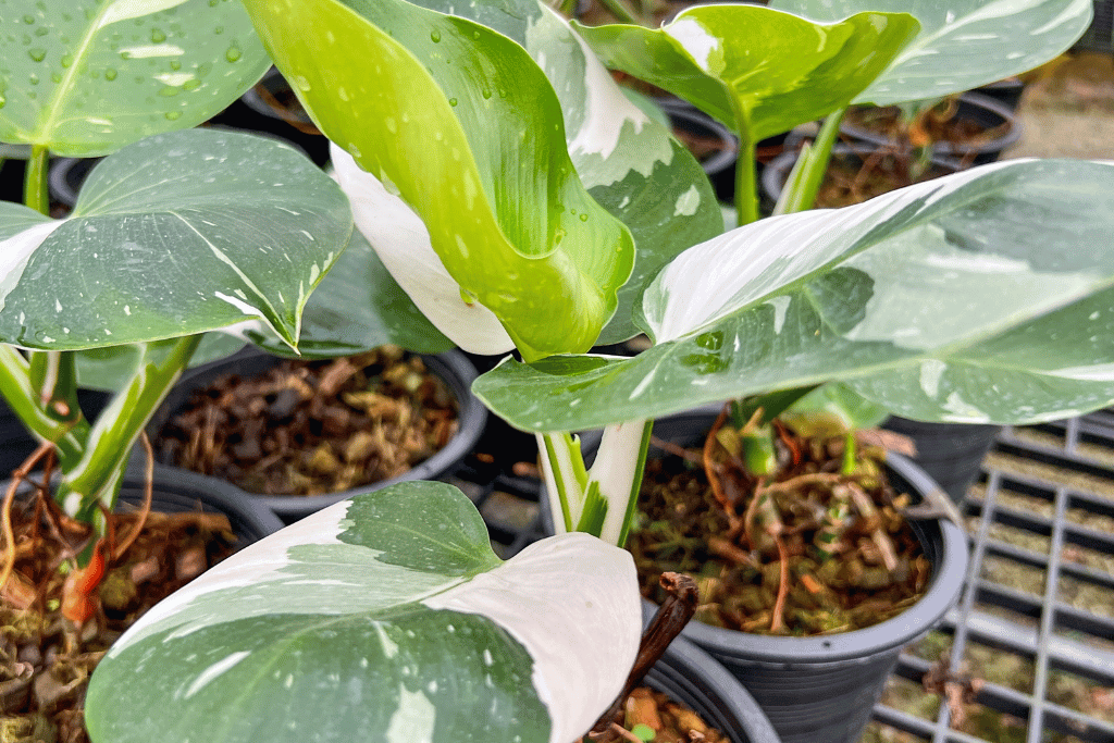 Advantages of Philodendron White Knight and White Wizard Plants