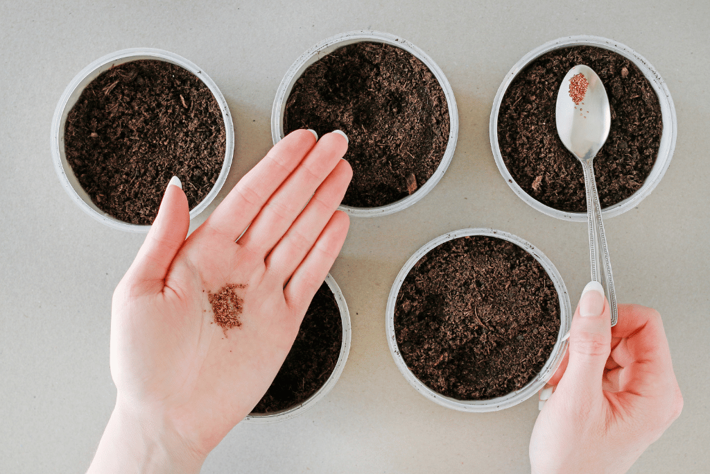 Black Strawberry Seeds