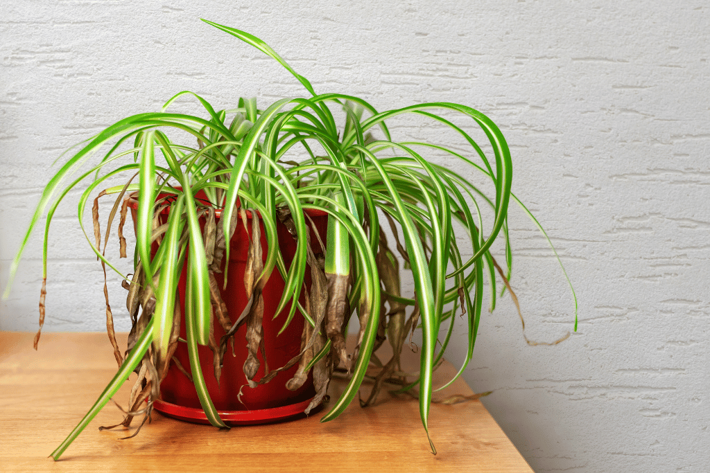 Dying Spider Plant