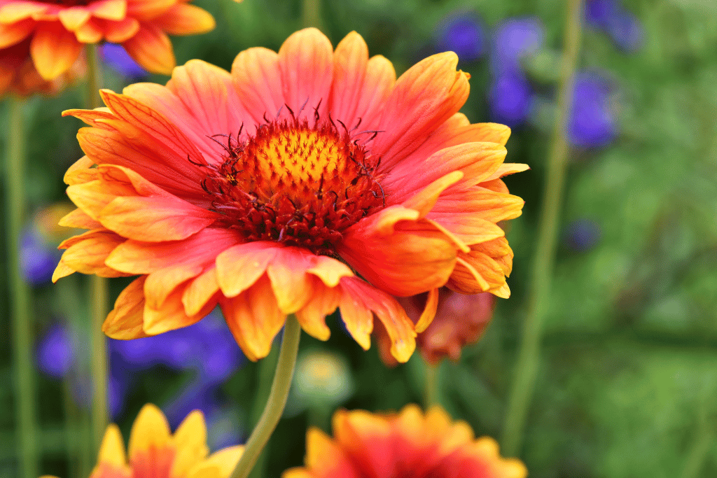 Gaillardia