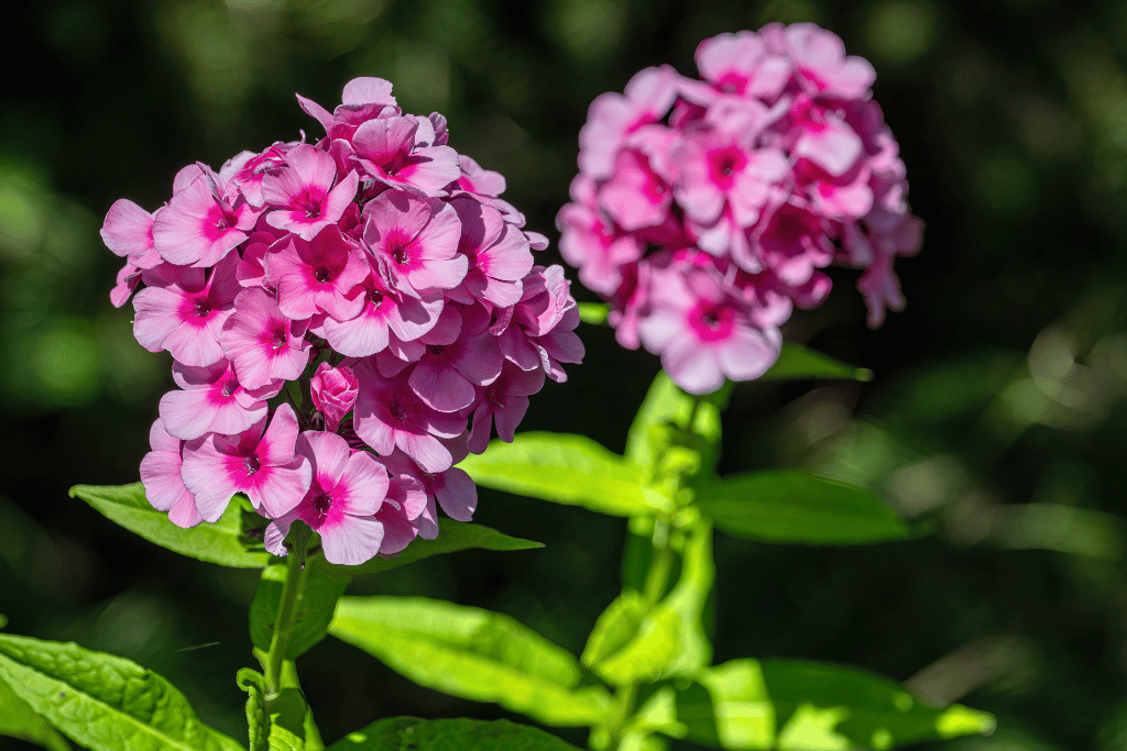 Garden Phlox