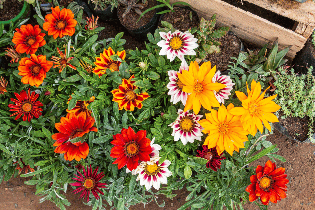 Gazania